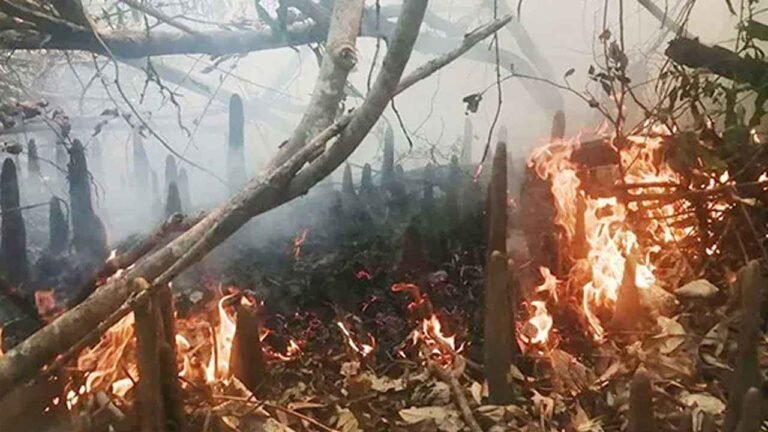 ফের আগুনে দাউদাউ করে জ্বলছে সুন্দরবন