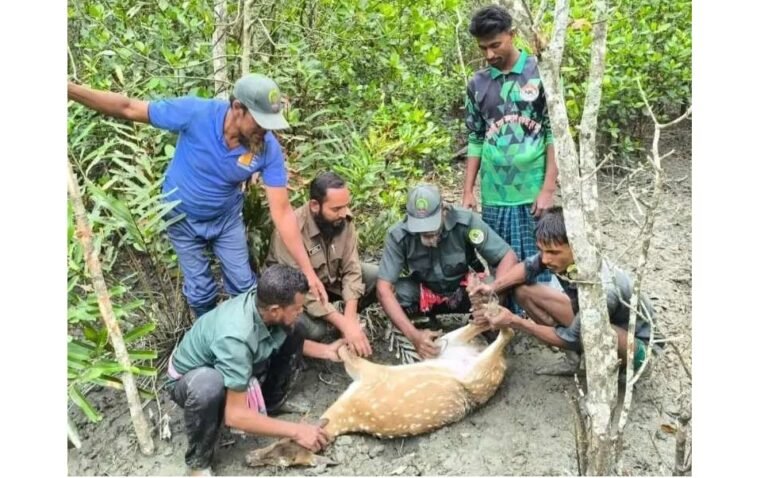 সুন্দরবন থেকে ফাঁদে আটক জীবিত হরিণ উদ্ধার